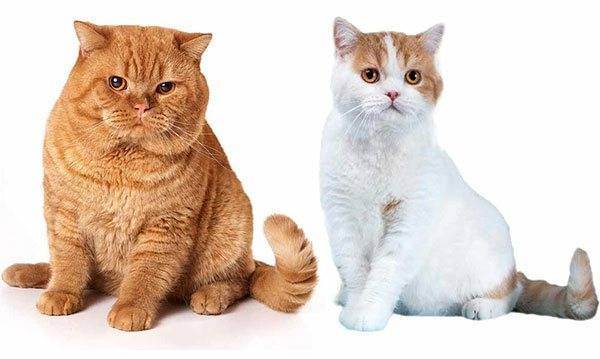 Можно ли скрещивать британских и шотландских кошек и котов?