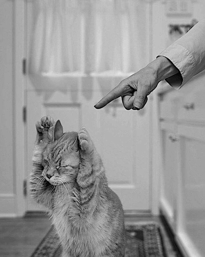 Как наказать кота? - love cats