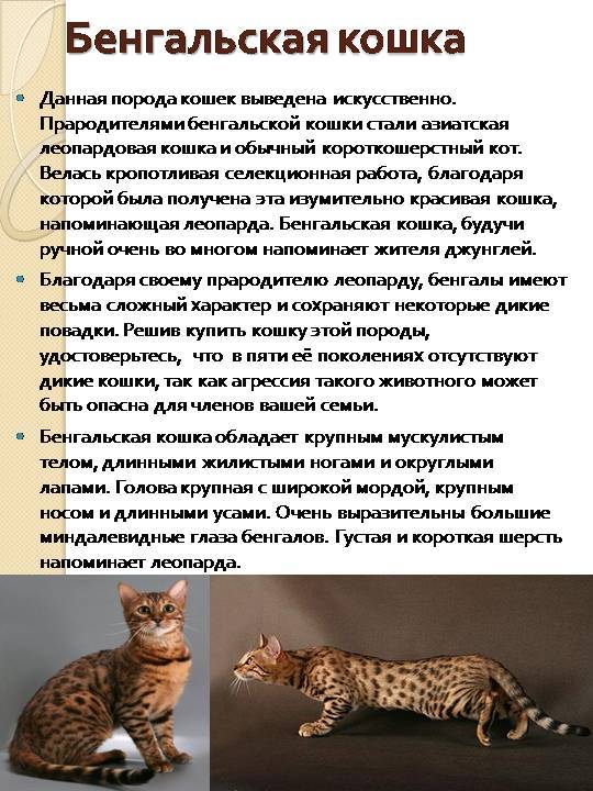 Серенгети кошка (120 фото): описание породы, характер, здоровье, уход, внешний вид, интересные факты и особенности породы кошек
