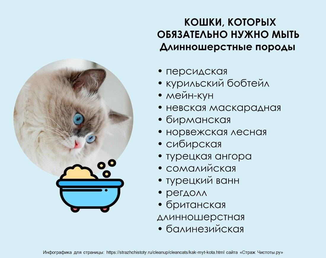 Какие каши можно давать кошкам - oozoo.ru