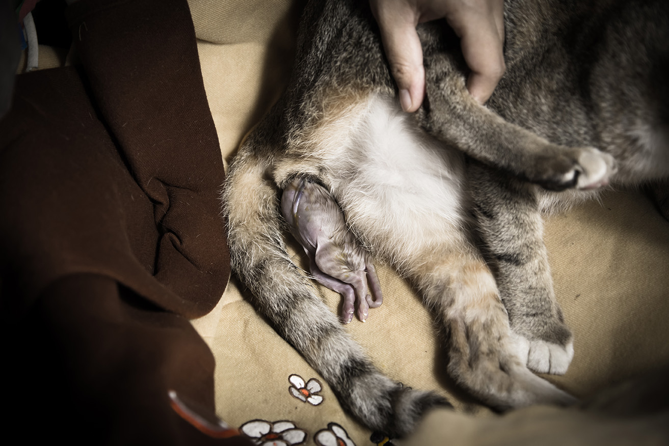 Беременность у кошек: признаки, продолжительность, советы по уходу