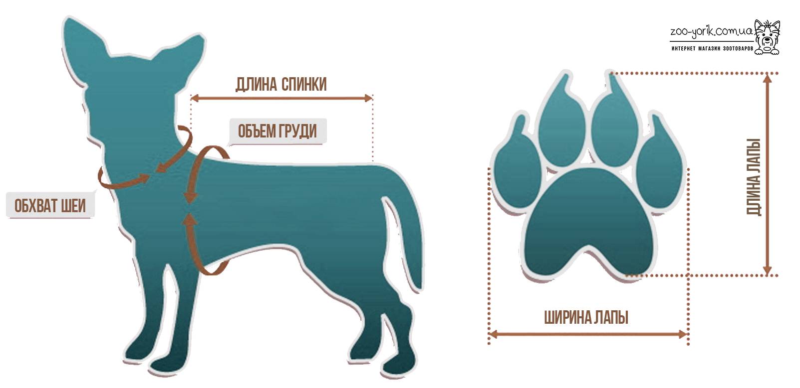 Замер собаки в холке картинка