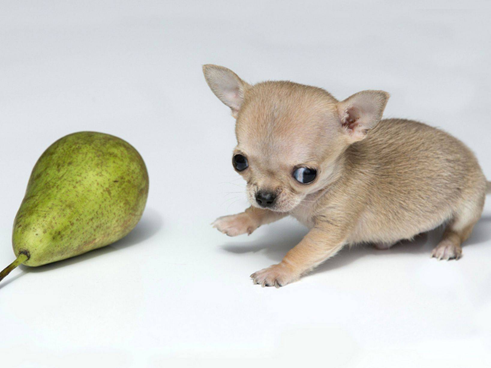 Самые маленькие породы собак в мире - фото с названиями
