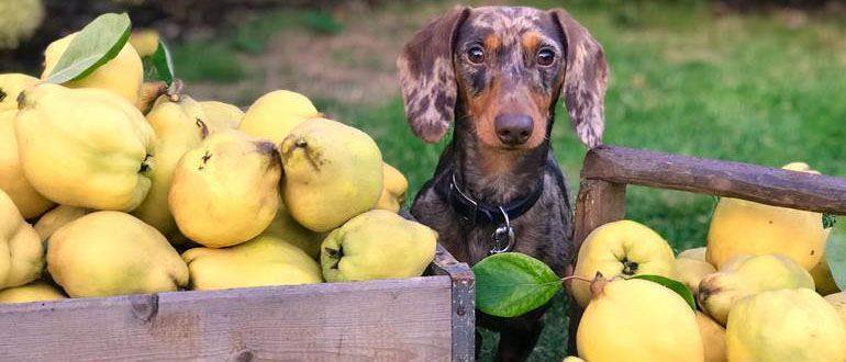 Можно ли давать яблоки собаке или маленькому щенку