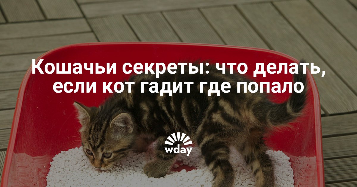 Почему котенок писает на кровать: как отучить малыша и взрослую кошку