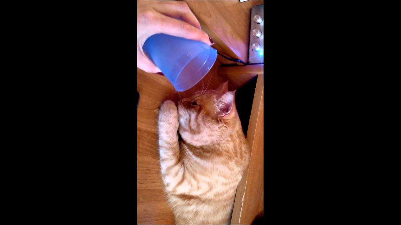 Кошка не пьет воду из миски, совсем, только молоко, после стерилизации, что делать