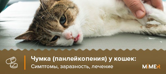 Панлейкопения кошек (кошачья чумка) - высокозаразная инфекция...