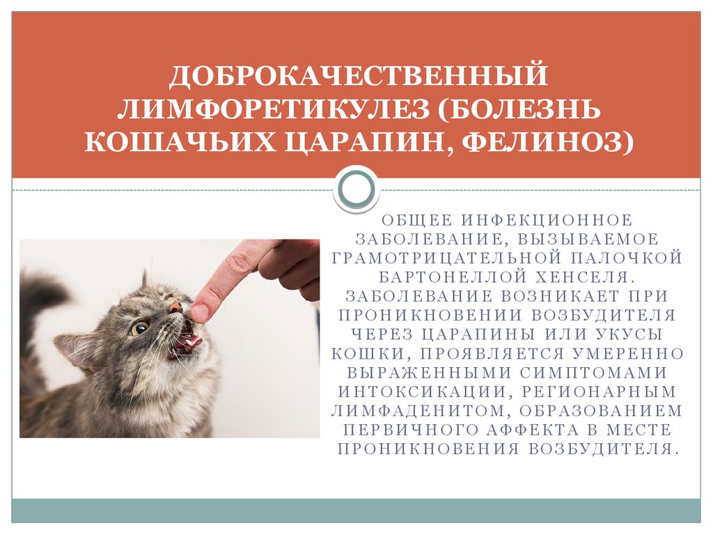 Инфекции кошек: пути передачи, опасность, виды, лечение, профилактика