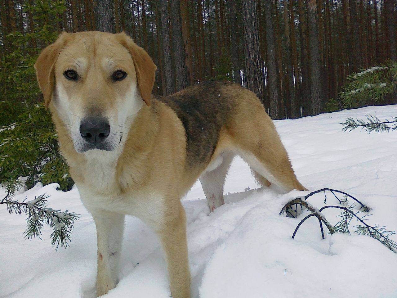 порода собак русская пегая гончая фото