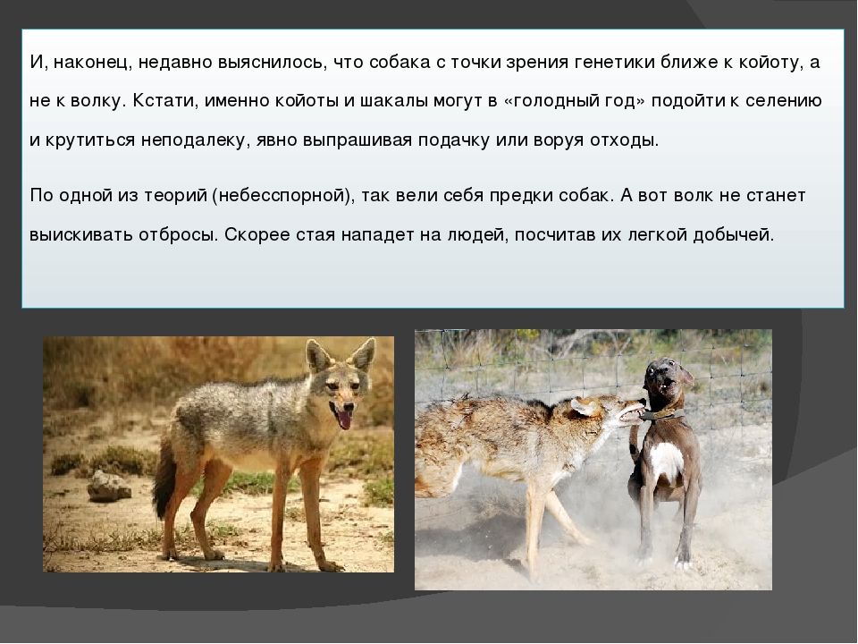 Откуда и как появились собаки: от кого произошли, история происхождения и гипотезы