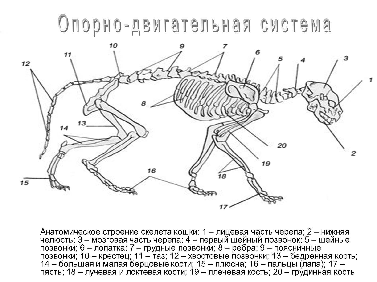 А какие же вы внутри? изучаем скелет кошки | интересные интересности (ии) | дзен