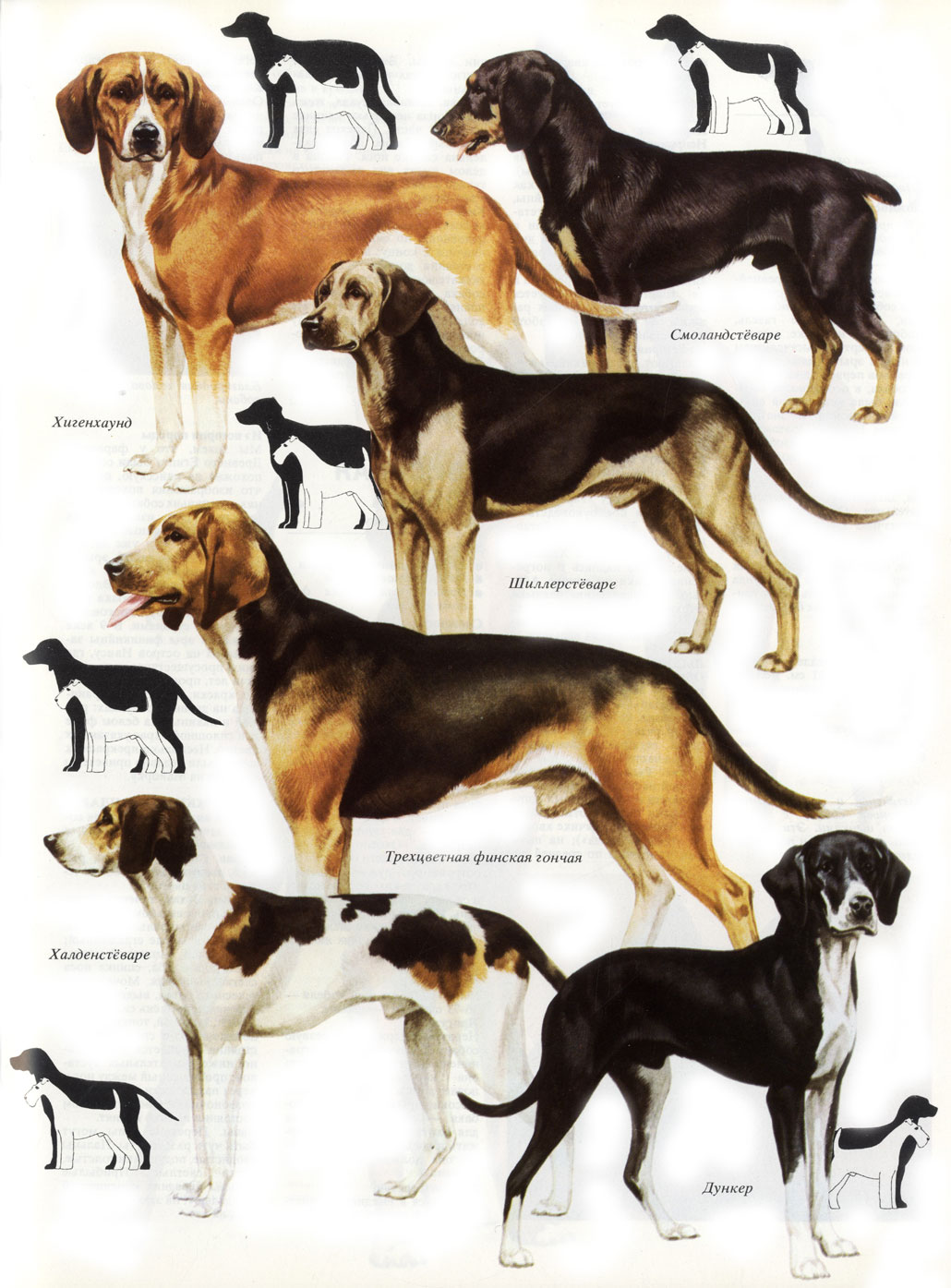 Породы охотничьих собак (с названиями и фотографиями)