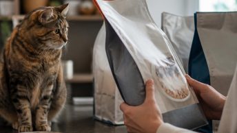 сухой корм для кошек как выбрать