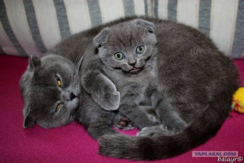Через сколько можно отдавать котят. Шотландские вислоухие котята с мамой. Шотландские котята когда отдают. Сколько котят на свете. Как выглядит МУТАНТ кот вислоухий.