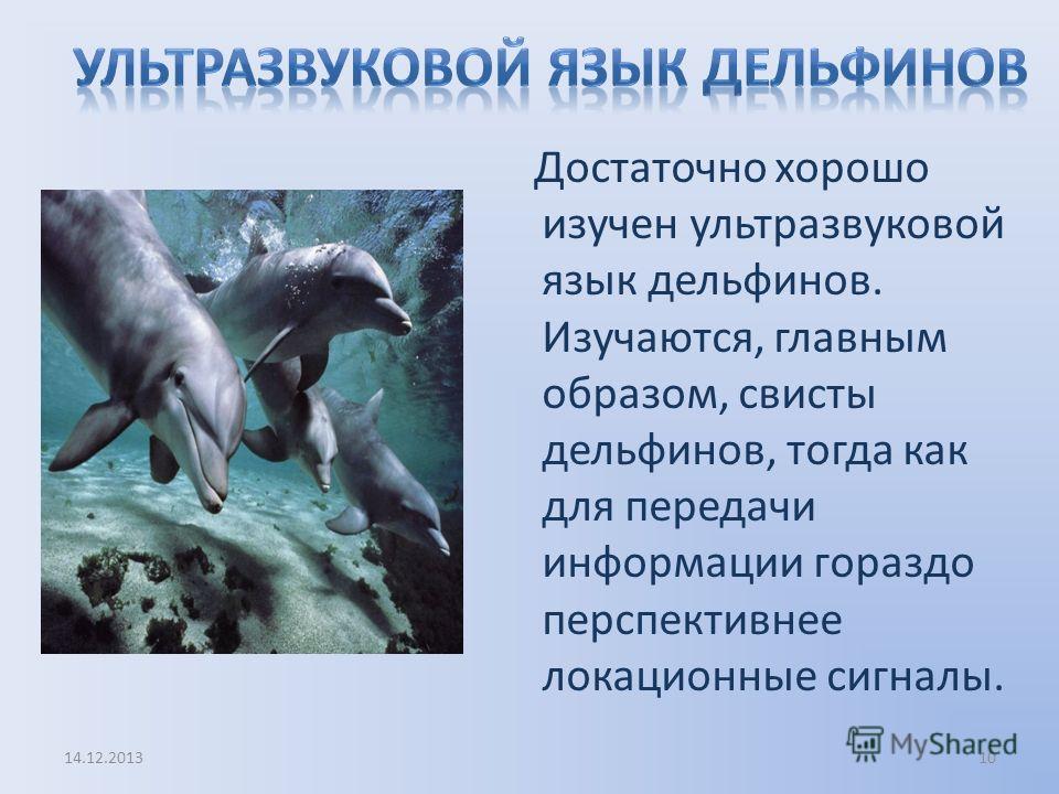Люди и дельфины: любовь или… почему люди любят дельфинов?