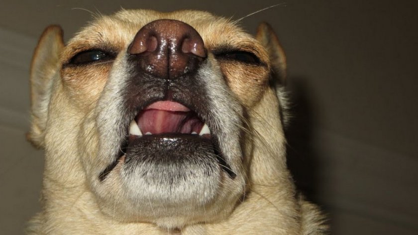 Что делать, если собака чихает и кашляет?