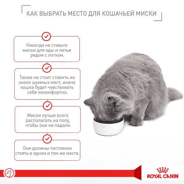 7 способов заставить кота пить воду