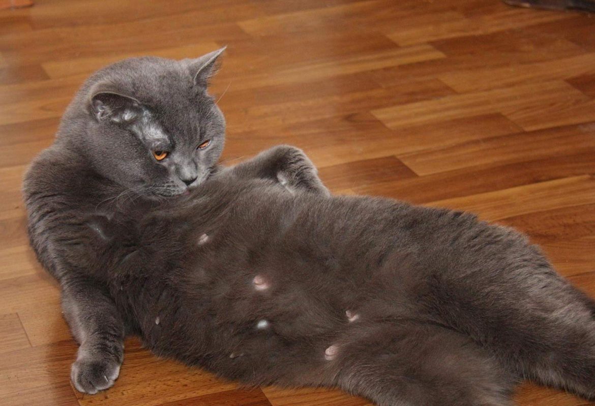 Сколько месяцев и дней кошка будет вынашивать котят: основные этапы и особенности беременности животного