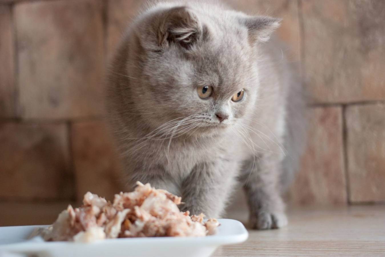 Корм для британских котят: можно ли кормить их сухим кормом? обзор лучших кормов премиум-класса и другие варианты
