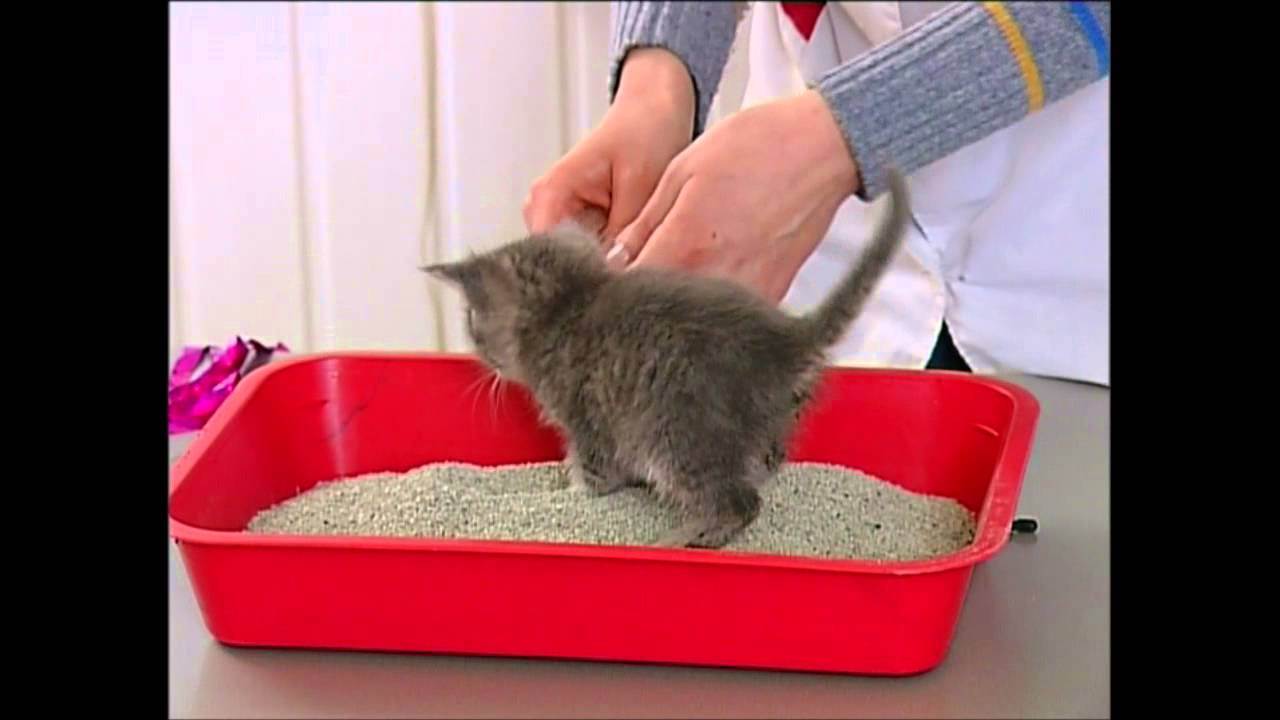 Шотландский котенок 1 месяц как приучить к туалету