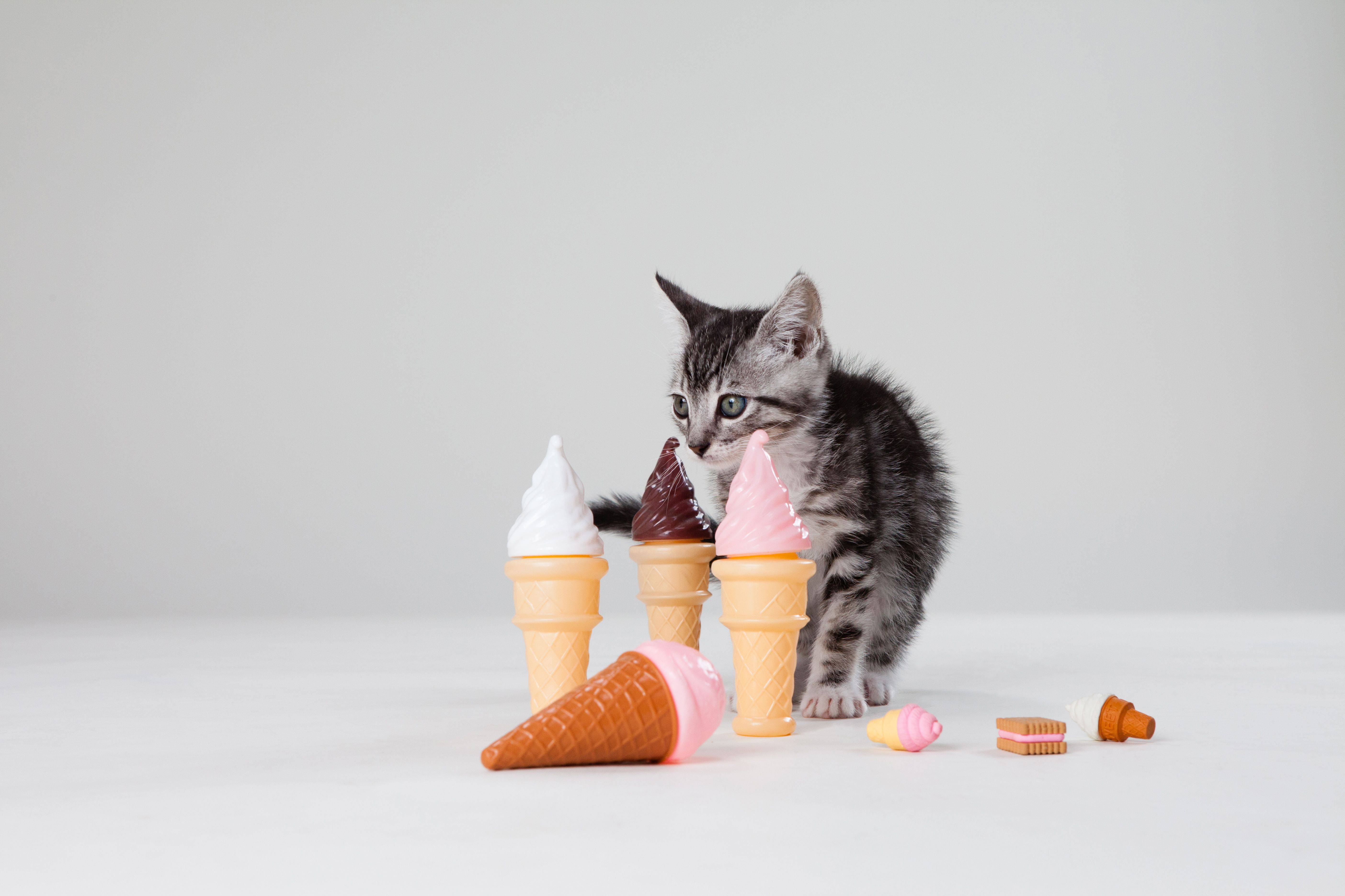 Почему кошка так любит мороженое