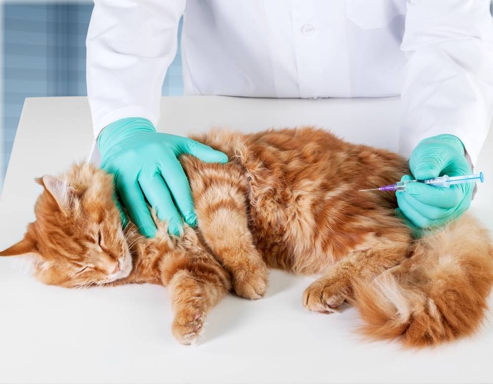 Болезни кошек: симптомы и лечение в домашних условиях и ветклинике