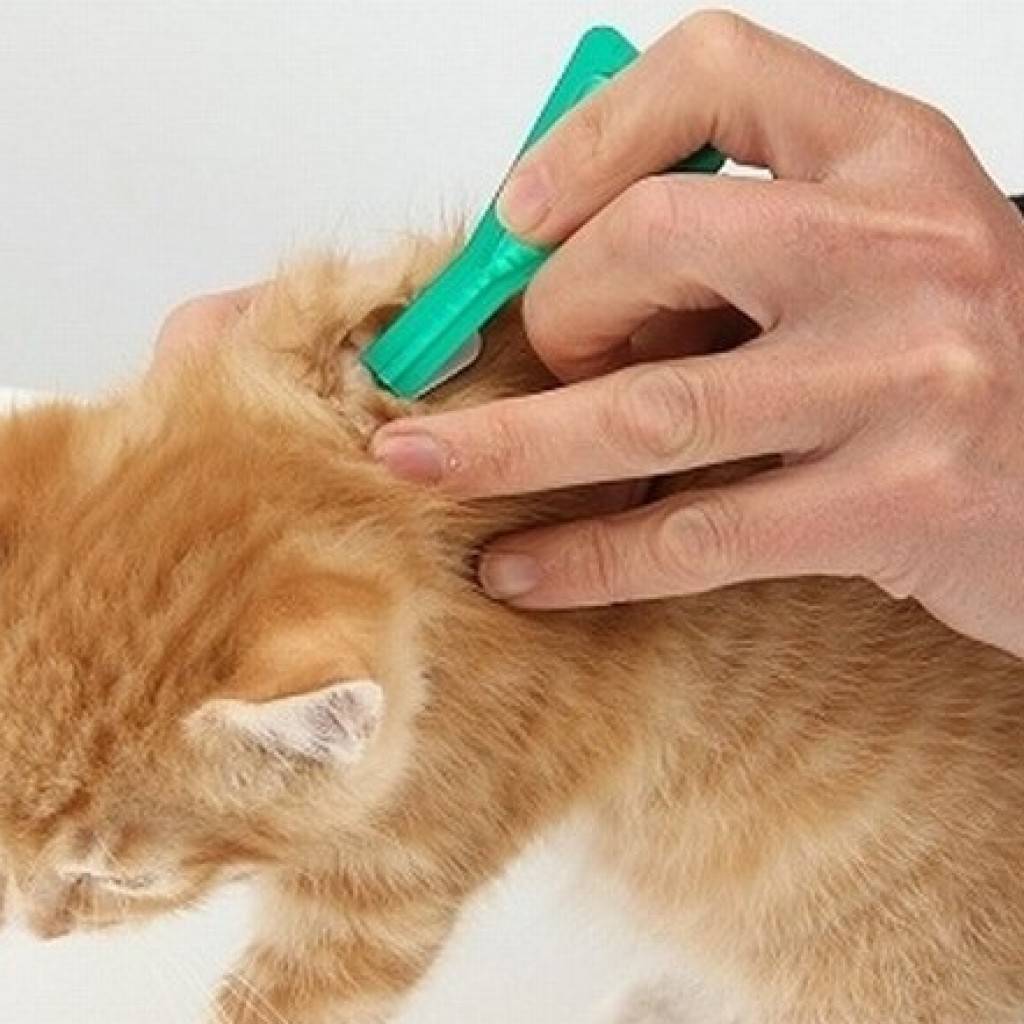 Капли для котят от блох: виды, применение, дозировка. эффективные средства от блох у котят от 3 месяцев