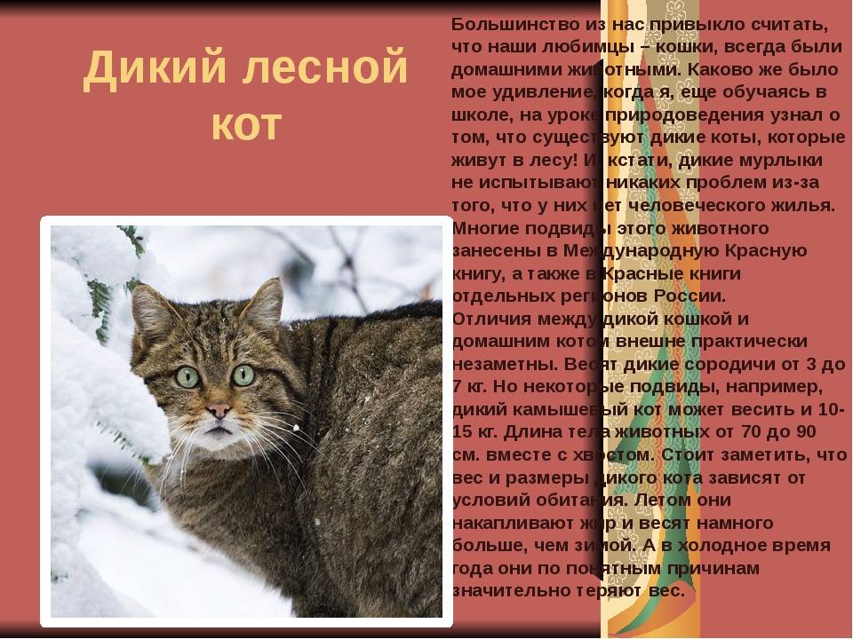 Лесной кот: образ жизни европейской дикой кошки
