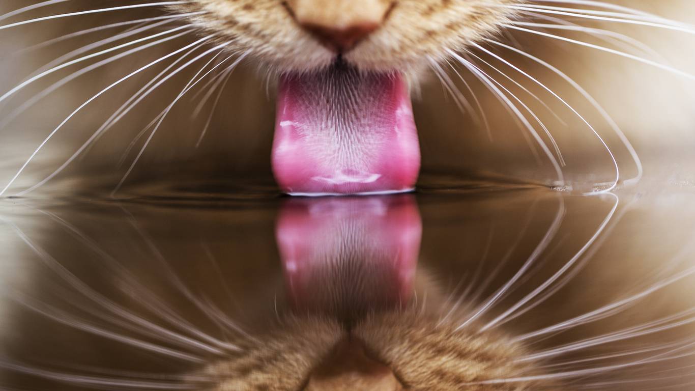 Почему у кошек шершавый язык: функции, строение