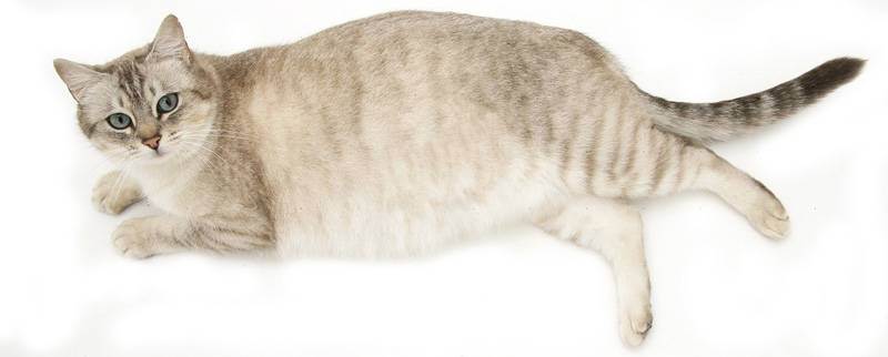 Беременность у кошек британской породы