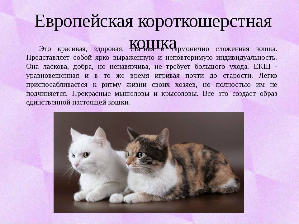 Европейская кошка: происхождение, описание, особенности ухода