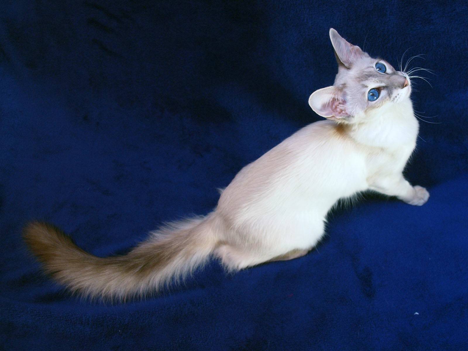 Балинезийская кошка: грациозная красотка с глазами цвета сапфира