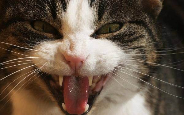 Чистим зубы коту в домашних условиях: средства и секреты