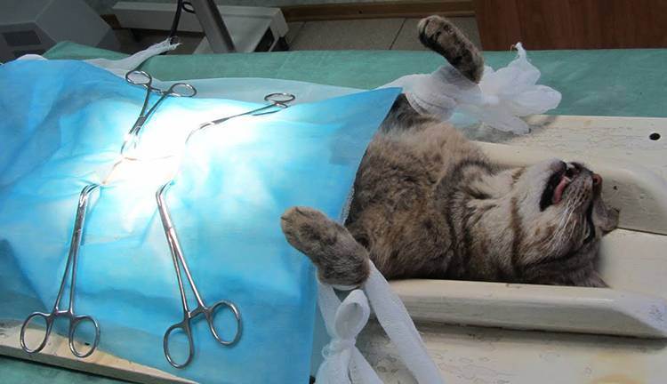 Когда лучше всего стерилизовать кошку?