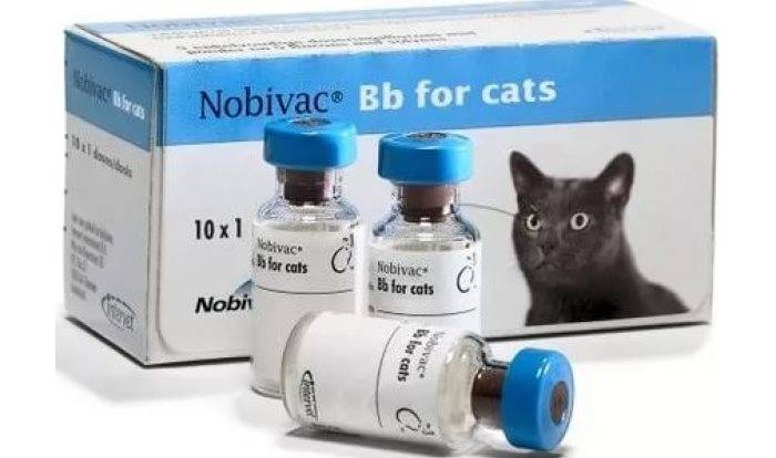 Нобивак для кошек и котов: полный обзор линейки вакцин