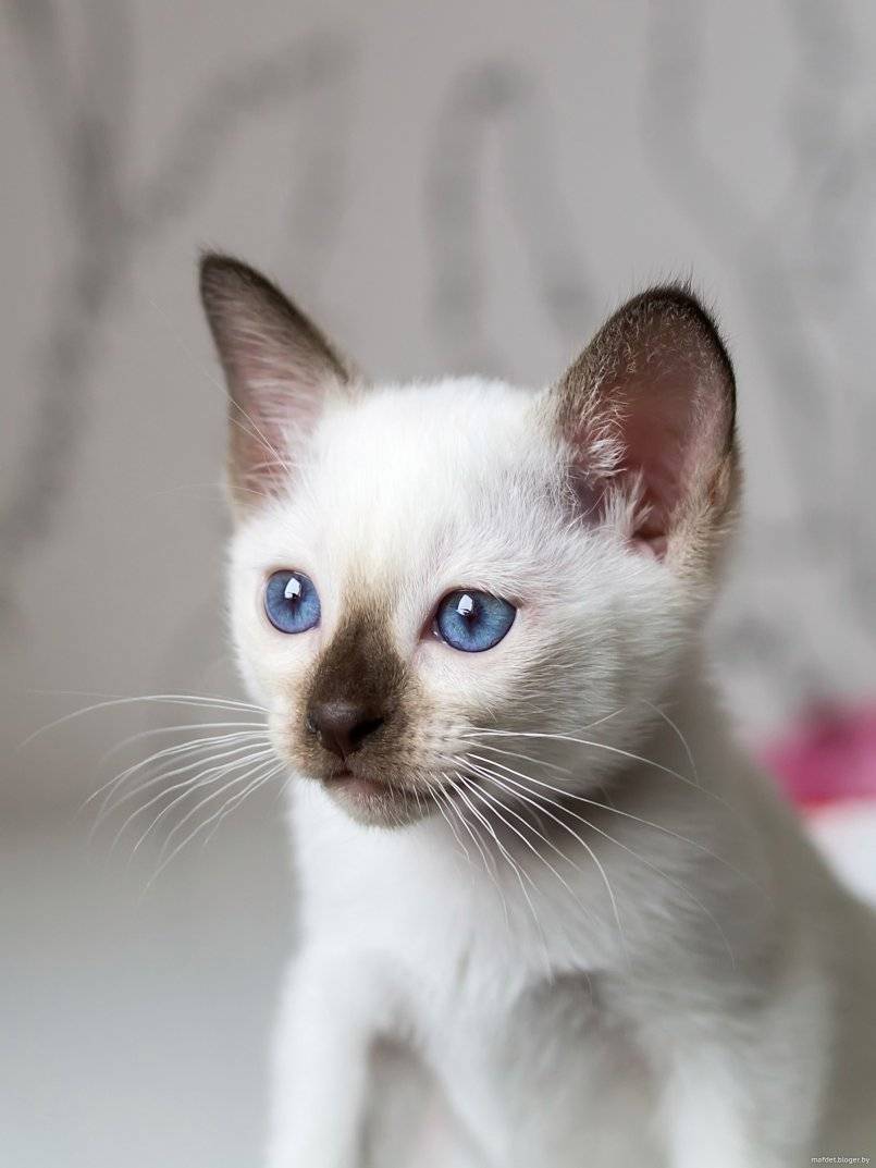 Тайская кошка: описание породы и характера, особенности ухода, цена, фото