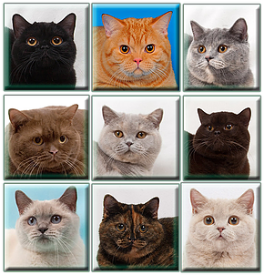 Окрасы британских кошек: фото и описание