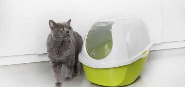 Закрытые туалеты для кошек и котов: описание, выбор и использование