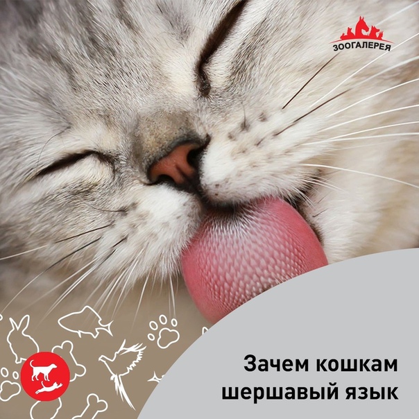 Шершавый язык у кошки