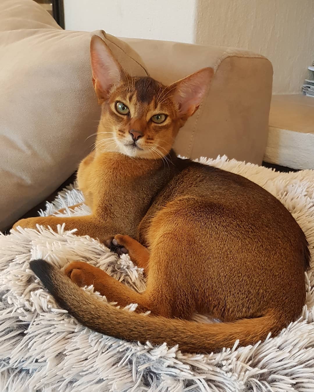 Эфиопская кошка