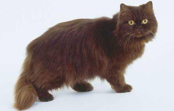 Йоркская шоколадная кошка: ненавязчивый, но очень верный друг
