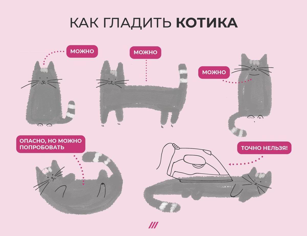 Почему кошки подставляют хозяевам живот?
