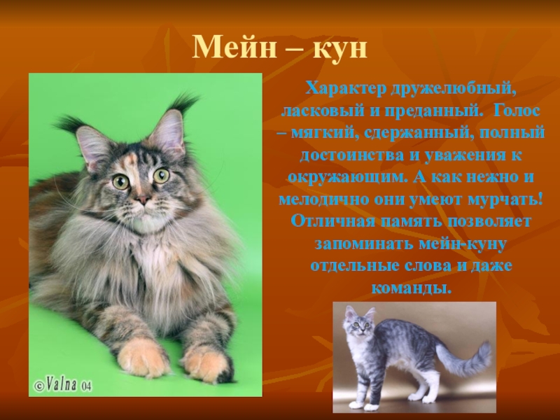 Мейн-кун - описание породы кошки, фото, уход, происхождение