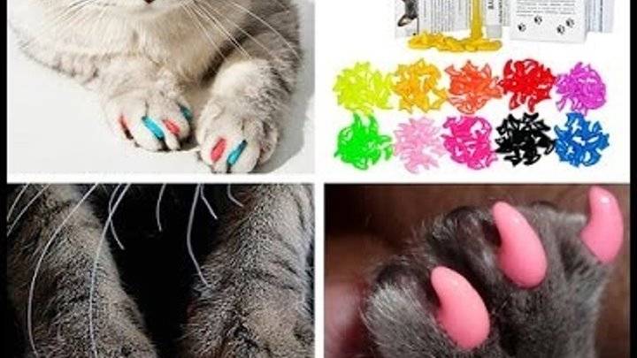 Антицарапки для кошек на когти: как надеть и снять, отзывы