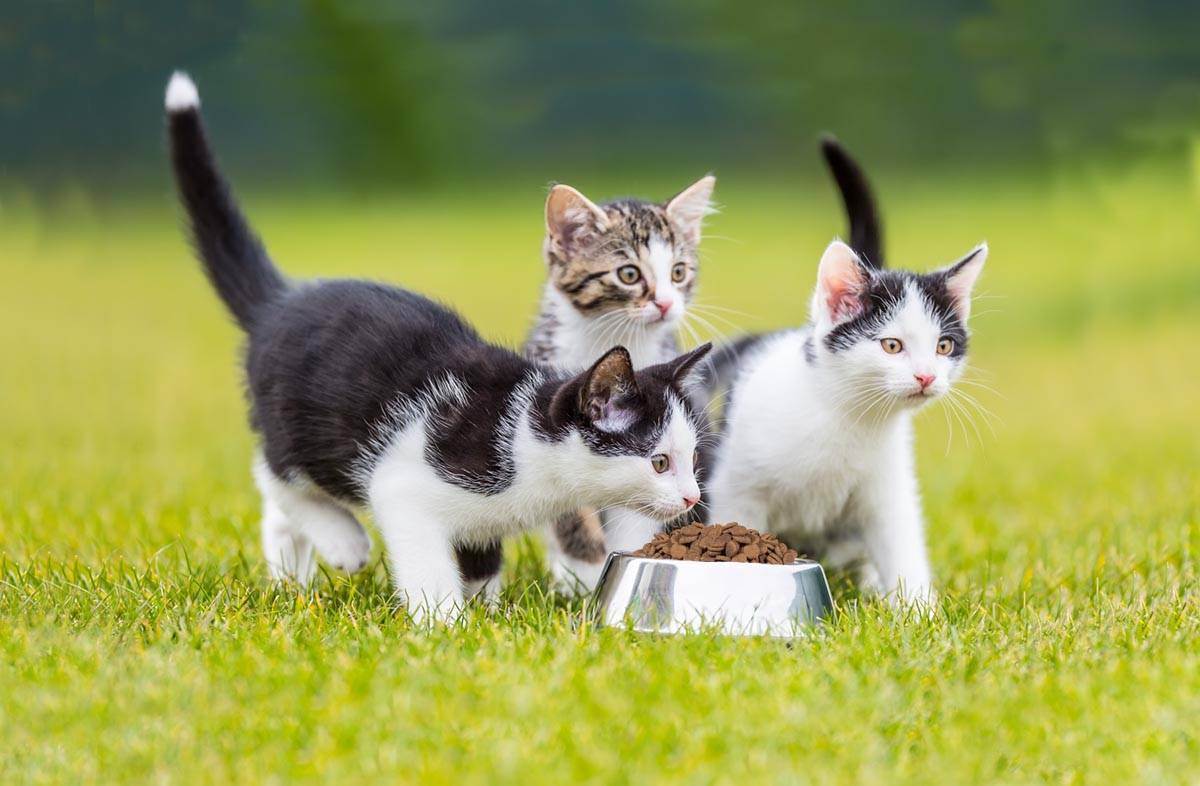 Как долго кошачья еда может не портиться?