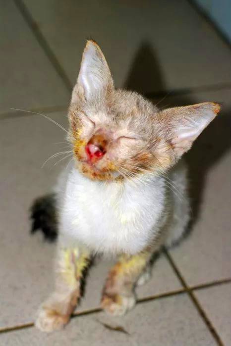 Вирусные болезни кошек: инфекции у взрослых животных и котят, симптомы и лечение кошачьих заболеваний