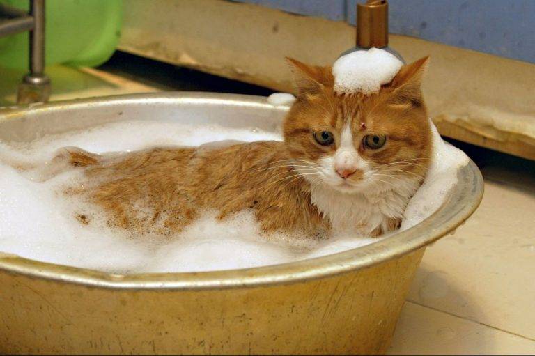 Купание кота: рекомендации для банных процедур