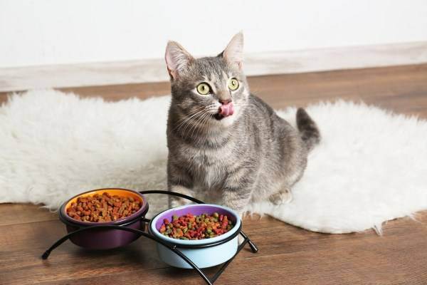 Правильное питание - залог здоровья кошки