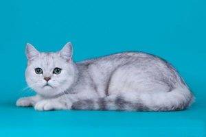 Вислоухий кот серого окраса (19 фото): особенности окраса и породы. с какими глазами обычно рождаются котята этого цвета?