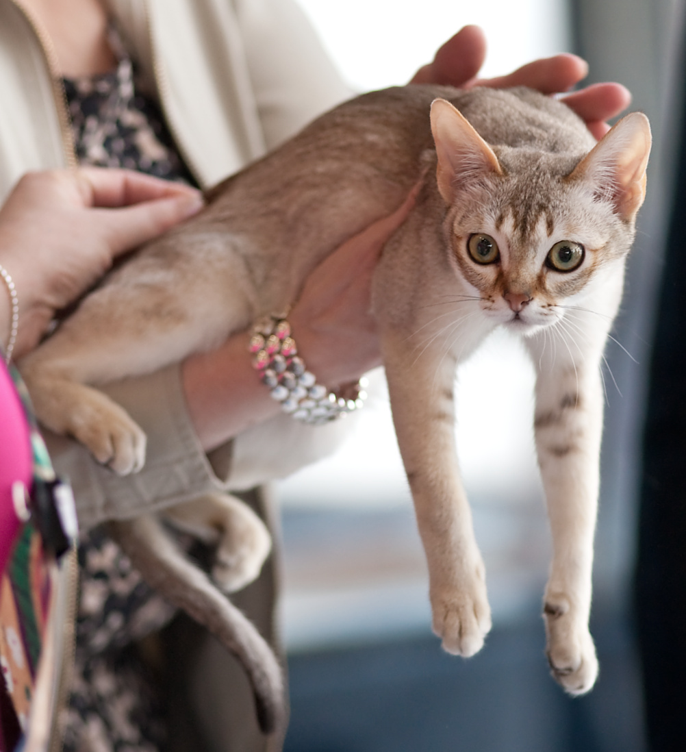 Порода кошек сингапура цена